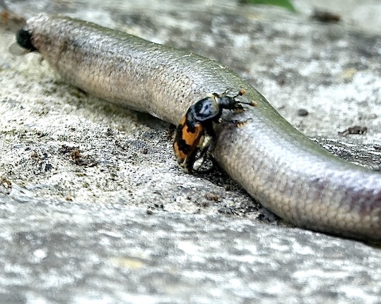 burying beetle